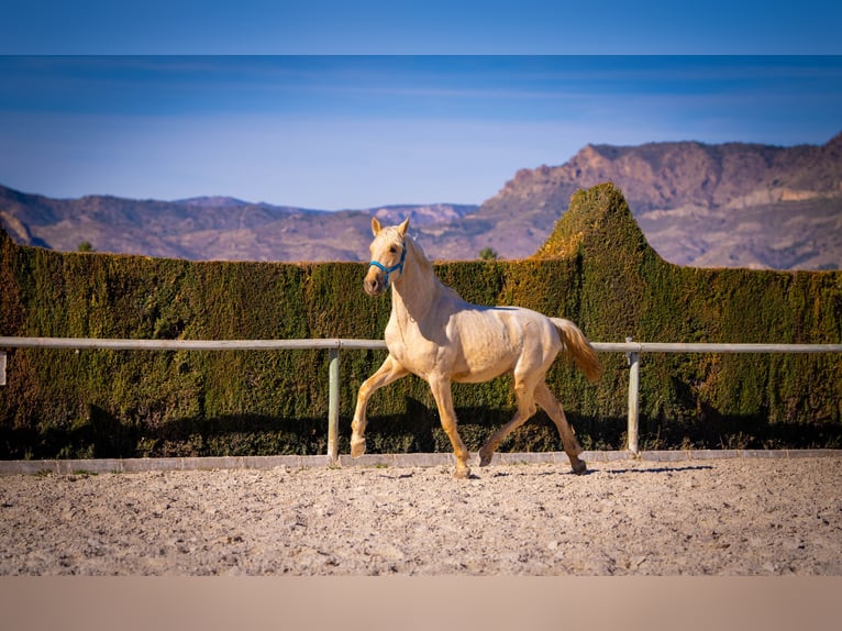 PRE Mix Stallion 3 years 15,1 hh Palomino in Rafelguaraf