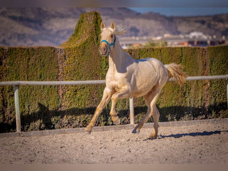 PRE Mix Stallion 3 years 15,1 hh Palomino in Rafelguaraf