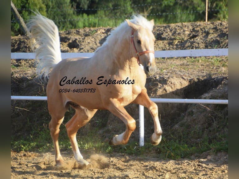 PRE Mix Stallion 3 years 15.1 hh Palomino in Vejer de la Frontera