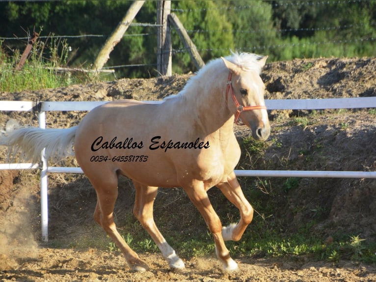 PRE Mix Stallion 3 years 15.1 hh Palomino in Vejer de la Frontera