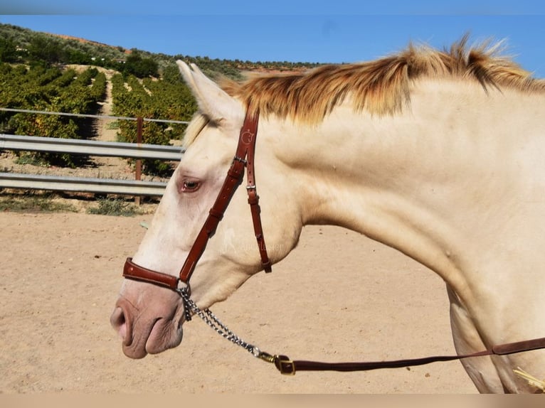 PRE Stallion 3 years 15,1 hh Pearl in Provinz Cordoba