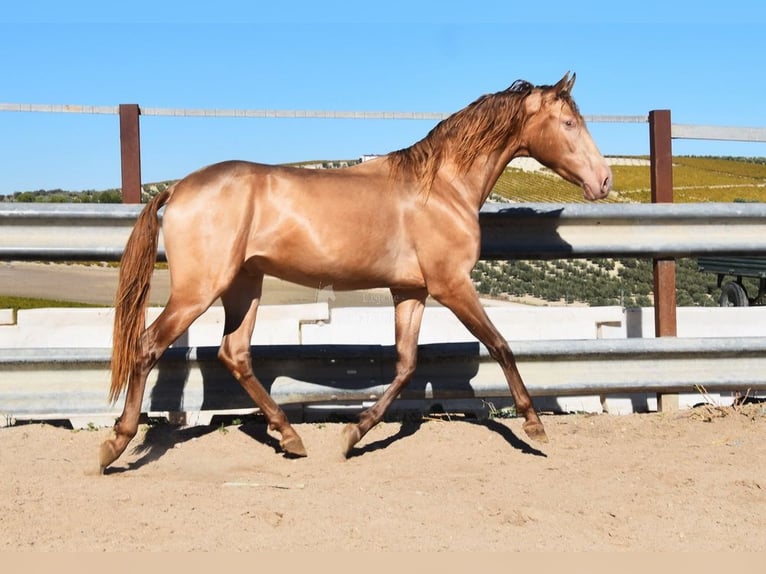 PRE Stallion 3 years 15.1 hh Pearl in Provinz Cordoba