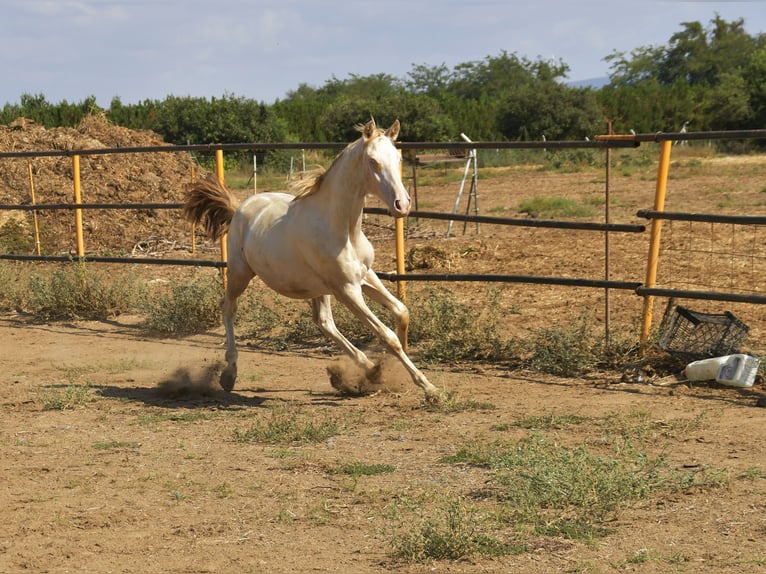 PRE Mix Stallion 3 years 15.1 hh Perlino in Galaroza