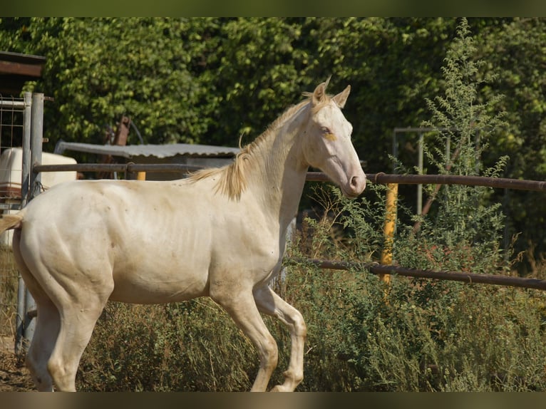 PRE Mix Stallion 3 years 15.1 hh Perlino in Galaroza
