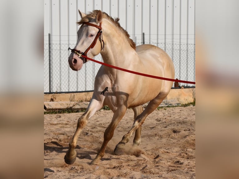 PRE Stallion 3 years 15,1 hh Perlino in Mallorca