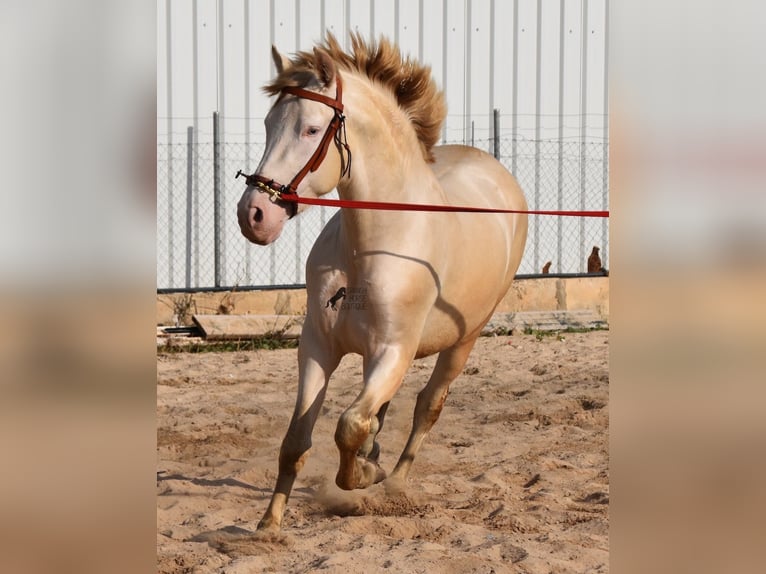 PRE Stallion 3 years 15,1 hh Perlino in Mallorca