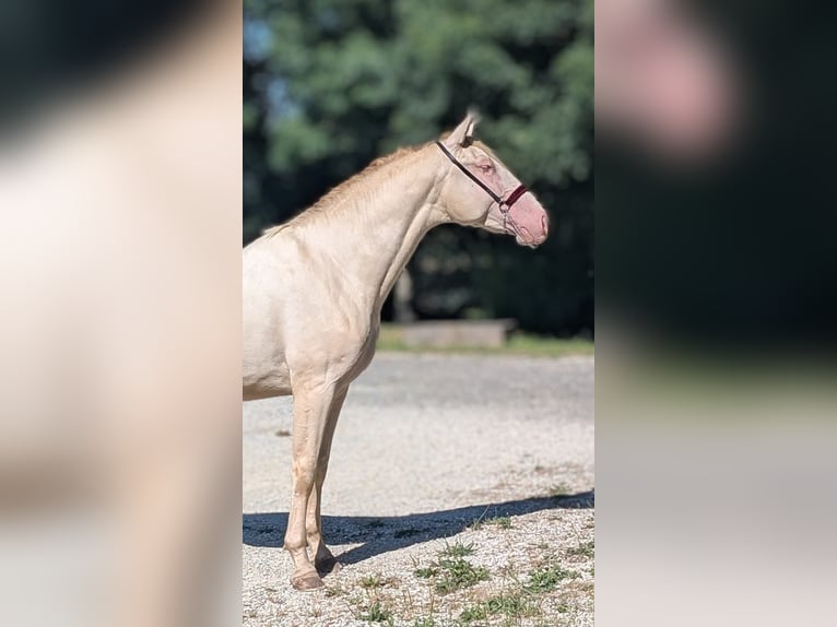 PRE Stallion 3 years 15.1 hh Perlino in Caumont