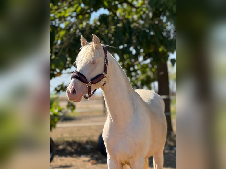 PRE Mix Stallion 3 years 15.1 hh Perlino in Visz