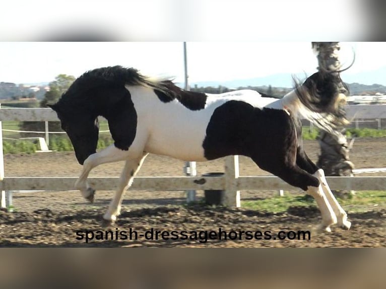 PRE Mix Stallion 3 years 15,1 hh Pinto in Barcelona