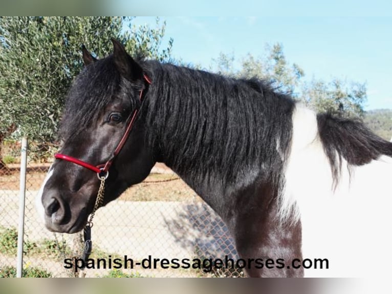 PRE Mix Stallion 3 years 15,1 hh Pinto in Barcelona