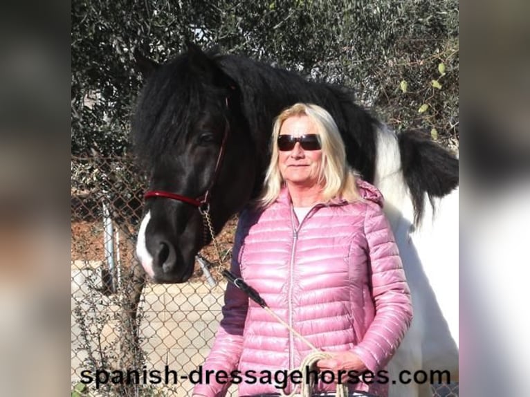 PRE Mix Stallion 3 years 15,1 hh Pinto in Barcelona