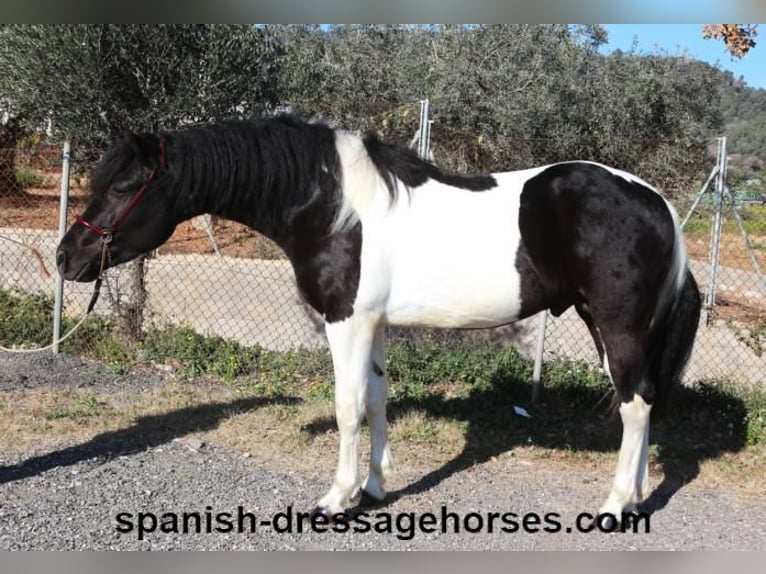 PRE Mix Stallion 3 years 15,1 hh Pinto in Barcelona