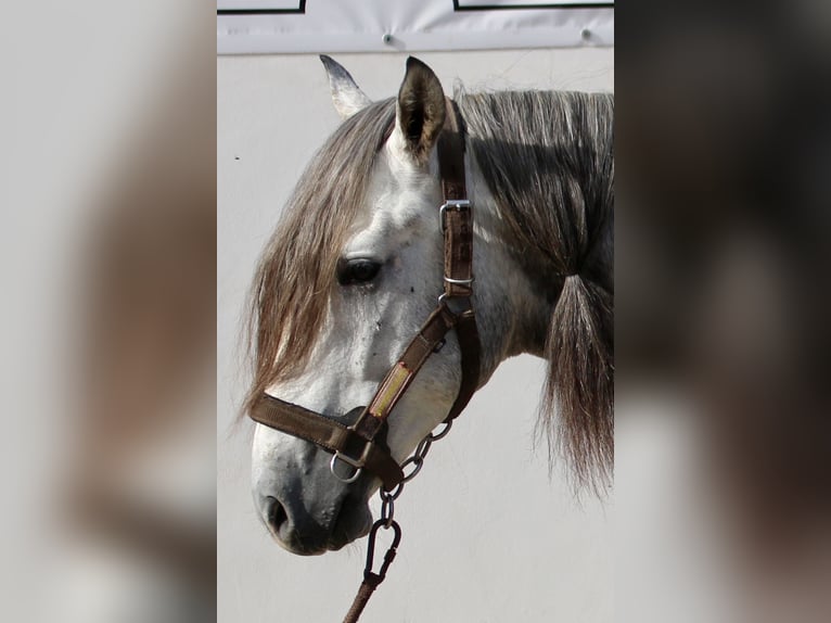 PRE Mix Stallion 3 years 15,2 hh in Almerimar