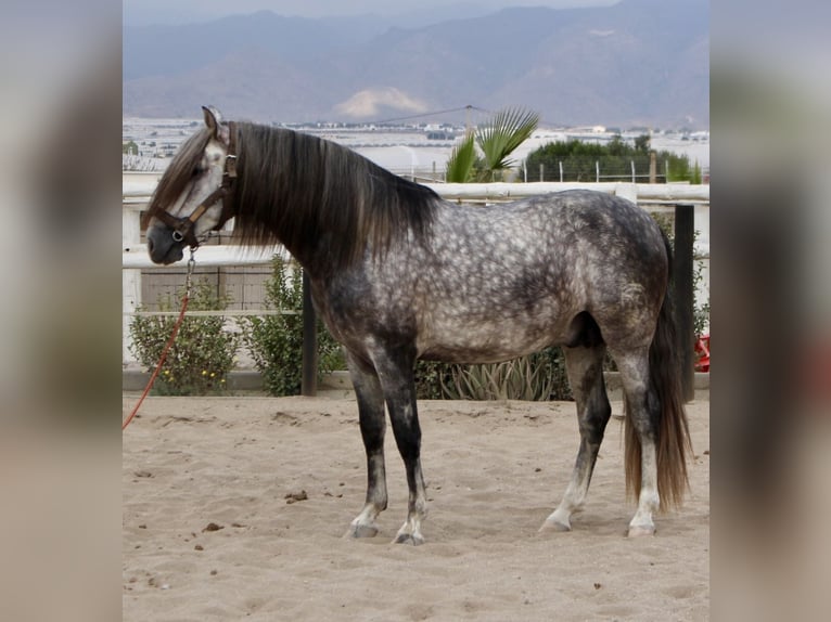 PRE Mix Stallion 3 years 15,2 hh in Almerimar