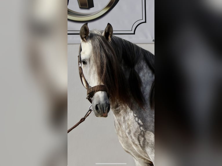 PRE Mix Stallion 3 years 15,2 hh in Almerimar