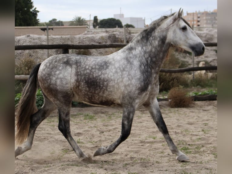 PRE Mix Stallion 3 years 15,2 hh in Almerimar