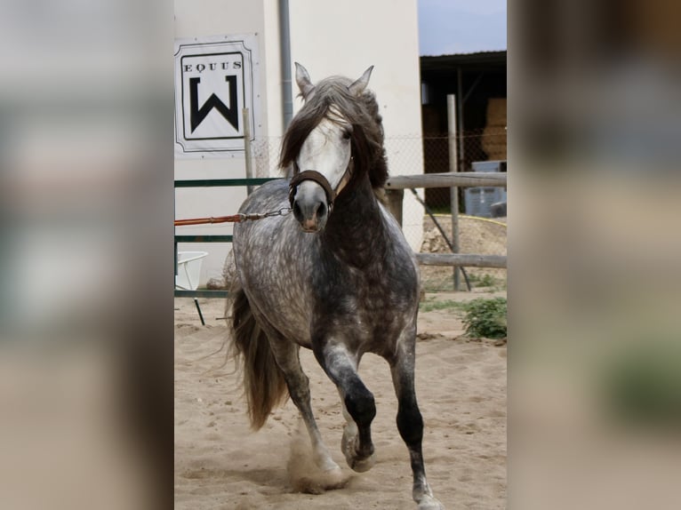 PRE Mix Stallion 3 years 15,2 hh in Almerimar