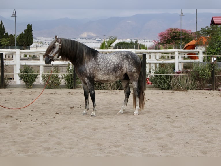 PRE Mix Stallion 3 years 15,2 hh in Almerimar