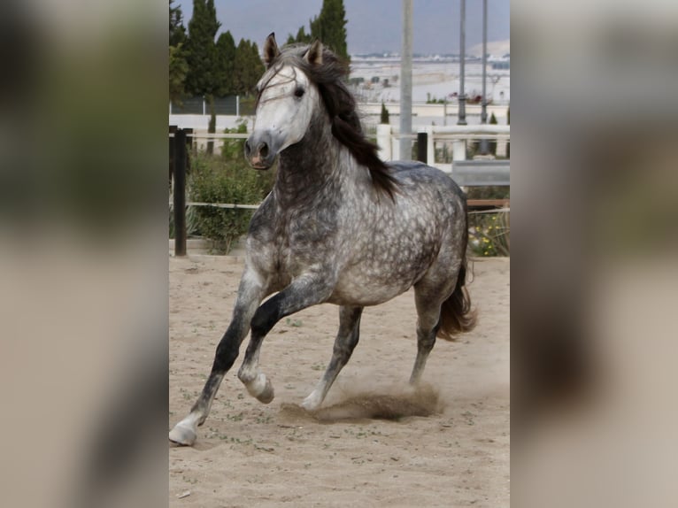 PRE Mix Stallion 3 years 15,2 hh in Almerimar