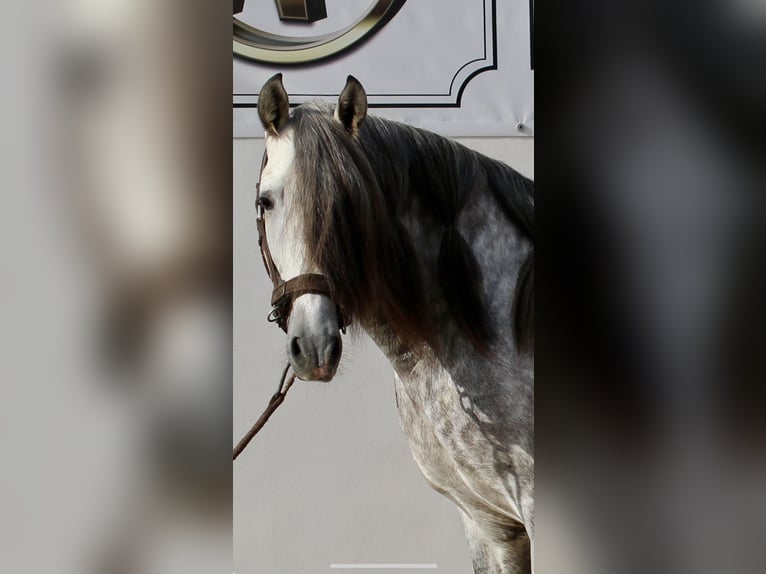 PRE Mix Stallion 3 years 15,2 hh in Almerimar