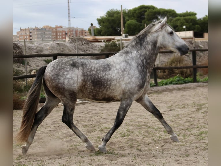 PRE Mix Stallion 3 years 15,2 hh in Almerimar