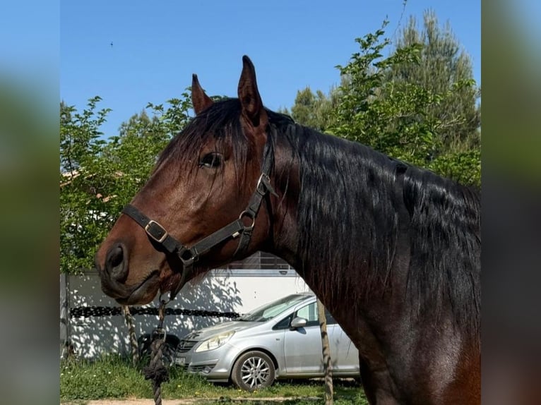 PRE Mix Stallion 3 years 15.2 hh Bay-Dark in Valderrobres