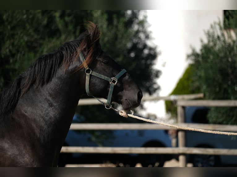 PRE Mix Stallion 3 years 15,2 hh Black in Hamburg