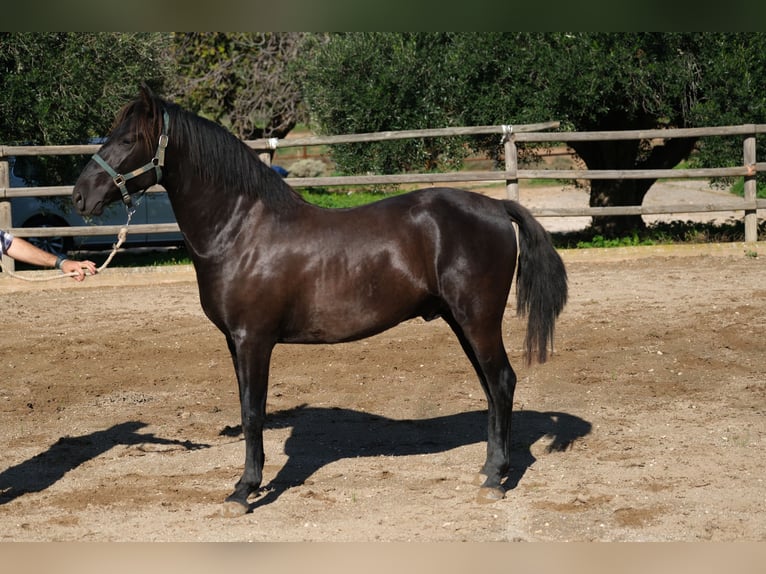 PRE Mix Stallion 3 years 15,2 hh Black in Hamburg