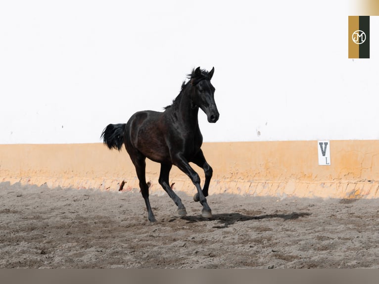 PRE Stallion 3 years 15,2 hh Black in Albacete, Spain