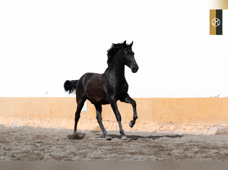 PRE Stallion 3 years 15,2 hh Black in Albacete, Spain