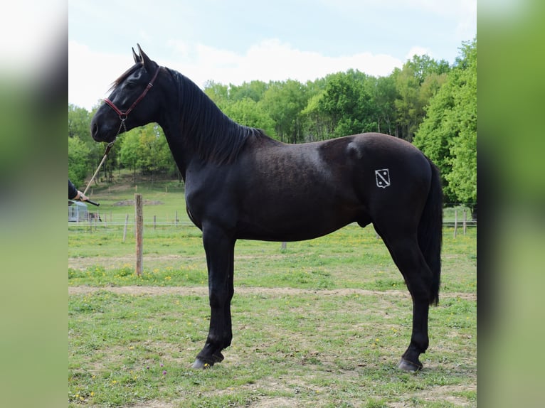 PRE Stallion 3 years 15,2 hh Black in Caumont