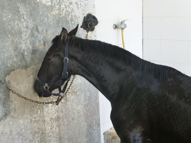 PRE Mix Stallion 3 years 15,2 hh Black in Sax