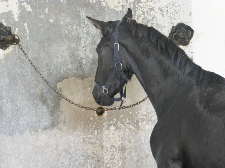 PRE Mix Stallion 3 years 15,2 hh Black in Sax