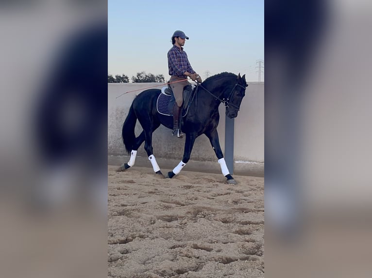 PRE Mix Stallion 3 years 15,2 hh Black in Santa Marta