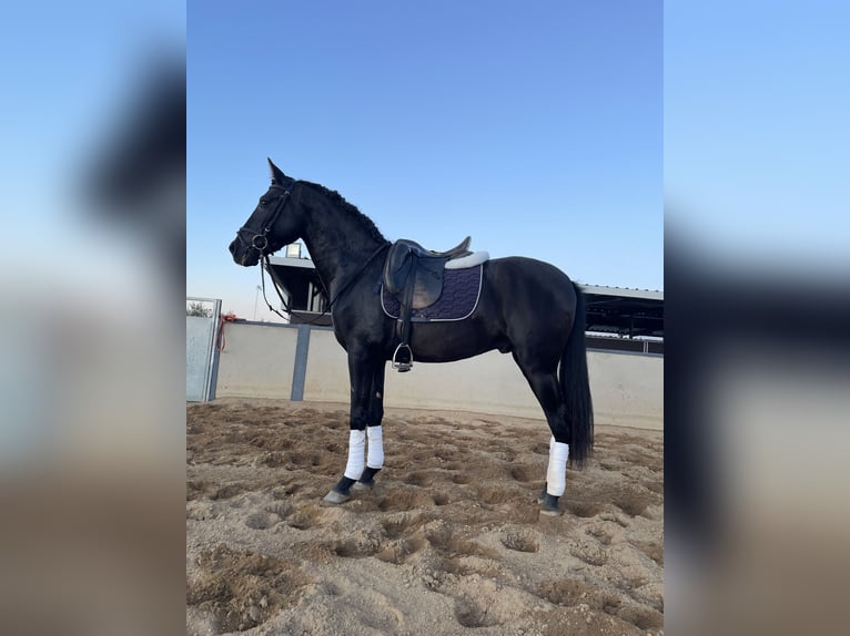 PRE Mix Stallion 3 years 15,2 hh Black in Santa Marta