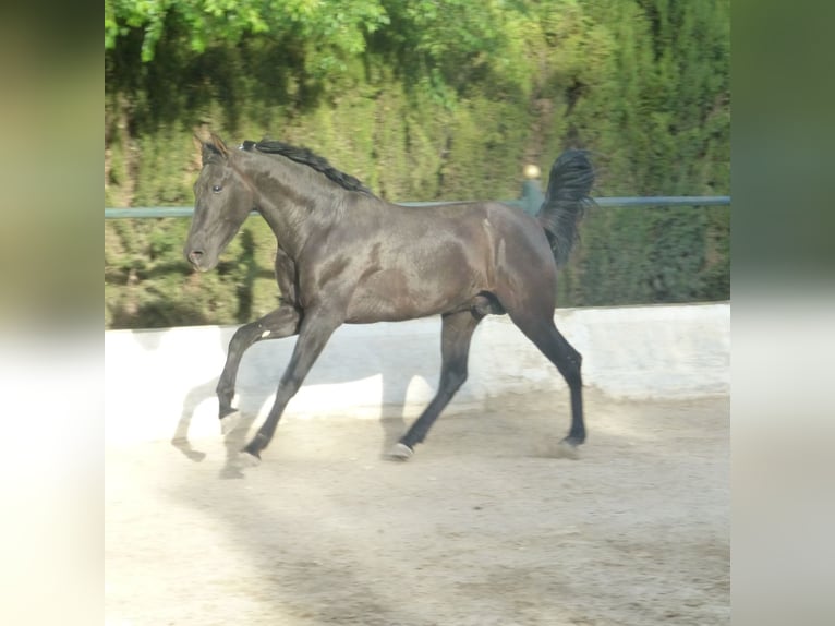 PRE Mix Stallion 3 years 15,2 hh Black in Sax