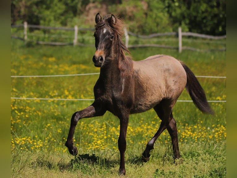 PRE Stallion 3 years 15,2 hh Brown in Lübbenau OT Leipe