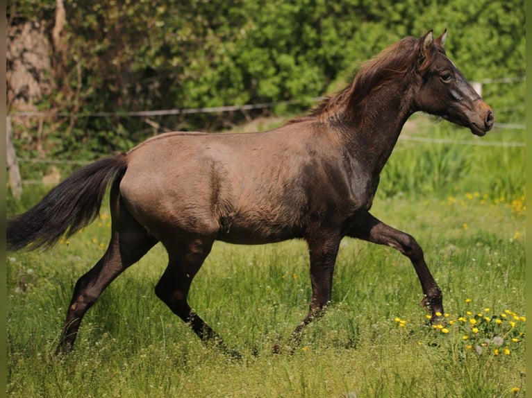 PRE Stallion 3 years 15,2 hh Brown in Lübbenau OT Leipe