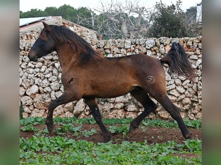 PRE Stallion 3 years 15.2 hh Brown in Menorca
