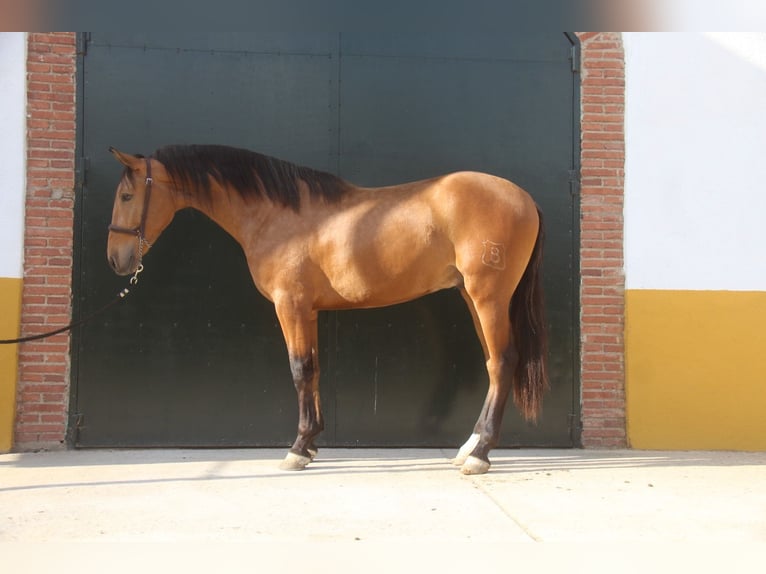 PRE Mix Stallion 3 years 15,2 hh Brown in Hamburg