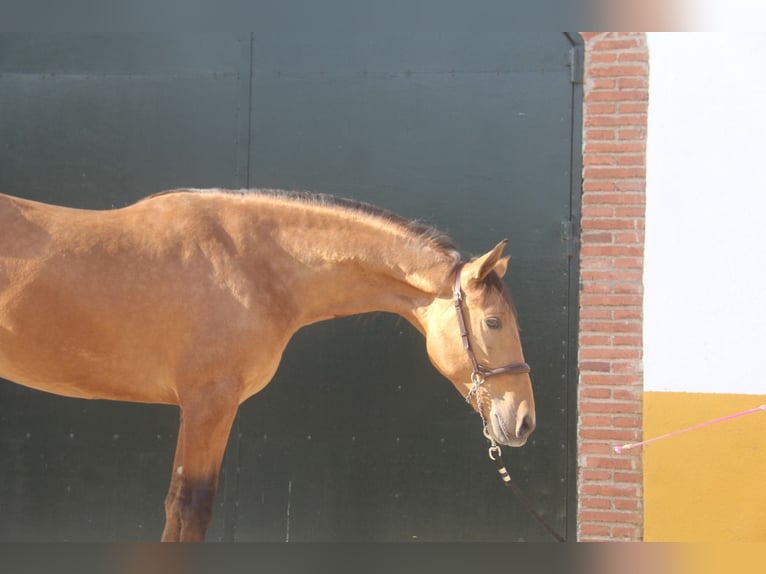 PRE Mix Stallion 3 years 15,2 hh Brown in Hamburg