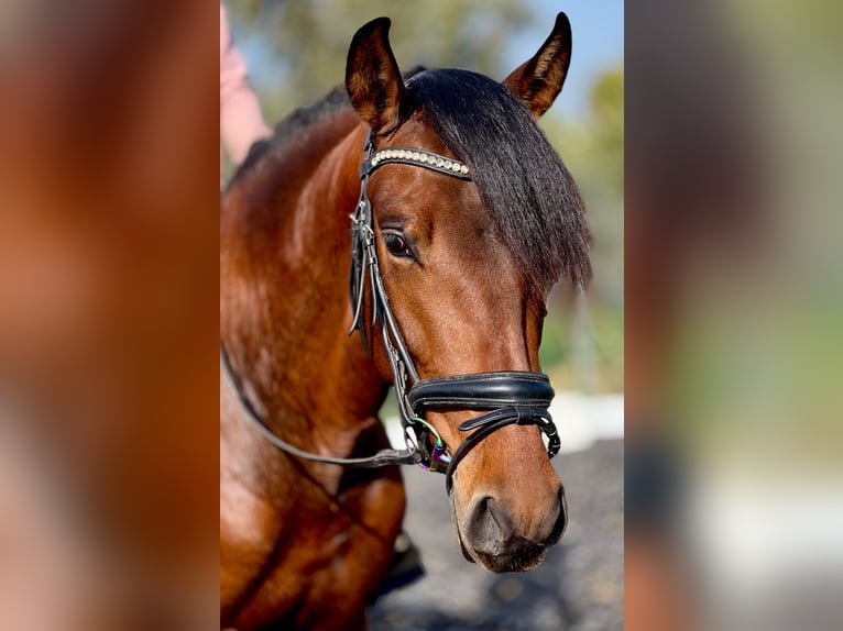 PRE Stallion 3 years 15,2 hh Brown in Malaga