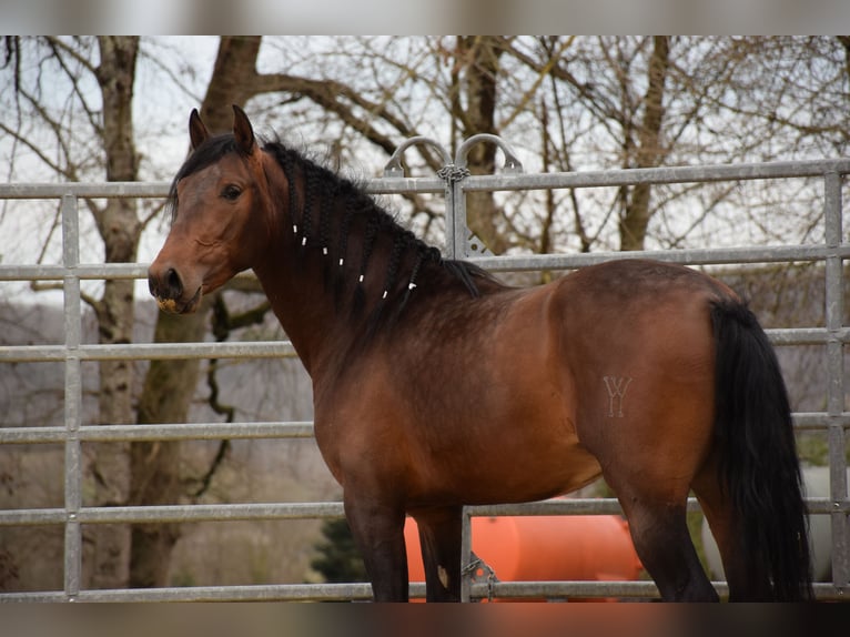 PRE Stallion 3 years 15,2 hh Brown in Caumont
