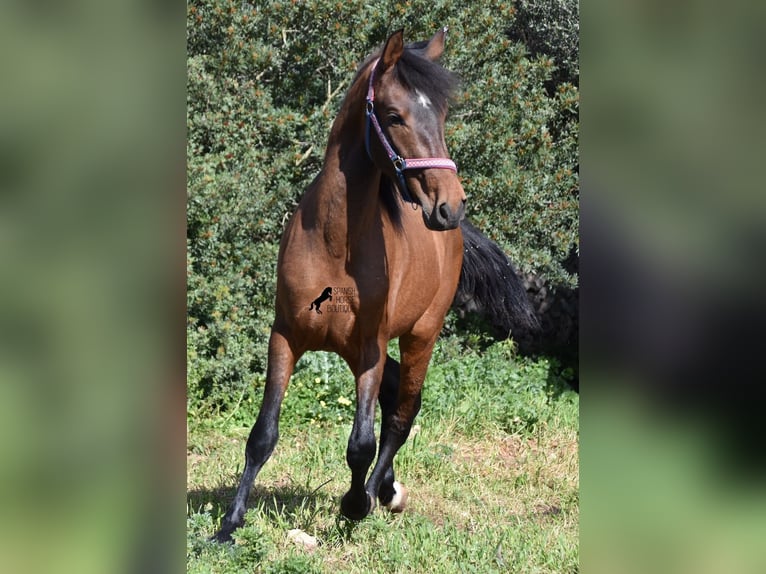 PRE Stallion 3 years 15,2 hh Brown in Menorca