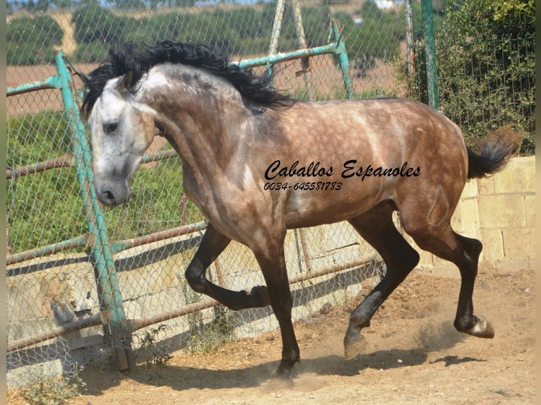 PRE Mix Stallion 3 years 15.2 hh Brown Falb mold in Vejer de la Frontera