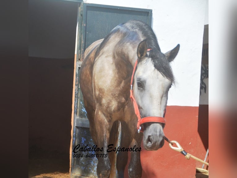 PRE Mix Stallion 3 years 15.2 hh Brown Falb mold in Vejer de la Frontera