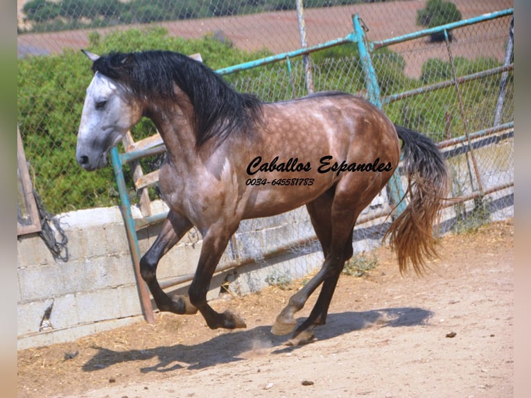 PRE Mix Stallion 3 years 15.2 hh Brown Falb mold in Vejer de la Frontera