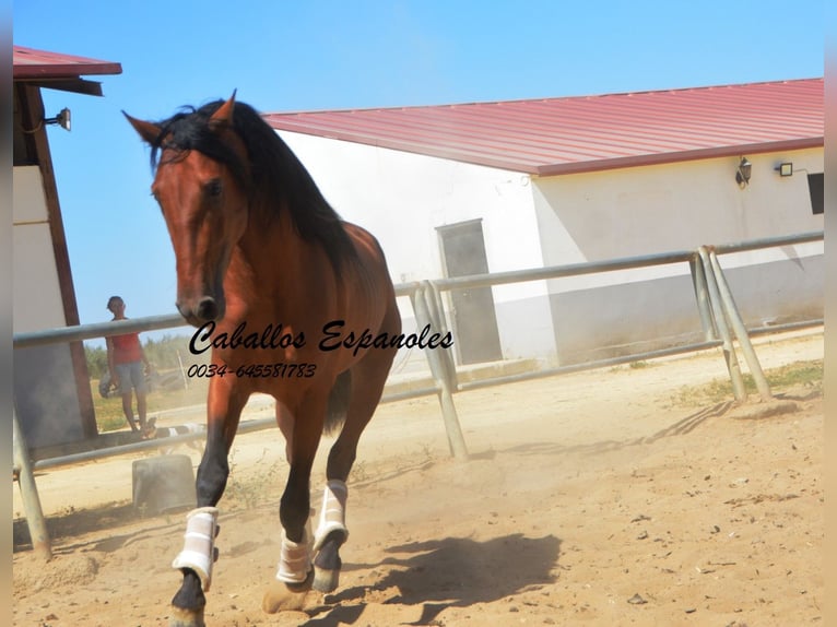 PRE Stallion 3 years 15,2 hh Brown in Vejer de la Frontera