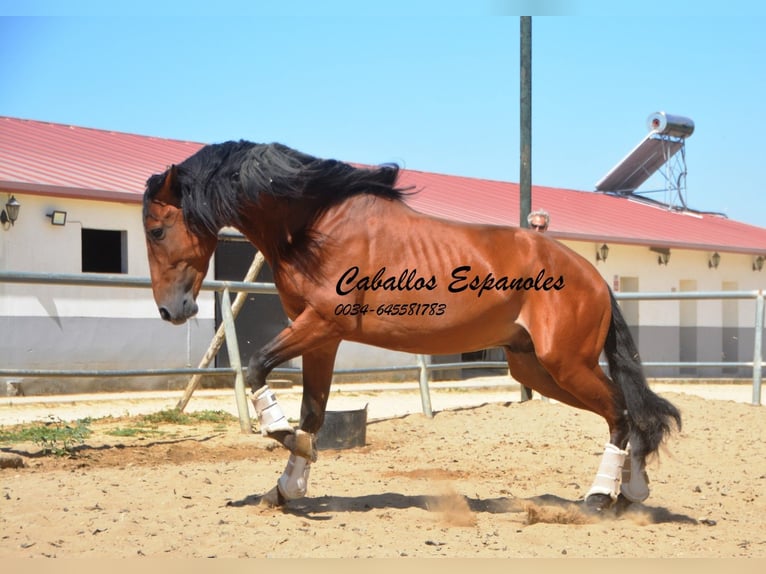 PRE Stallion 3 years 15,2 hh Brown in Vejer de la Frontera