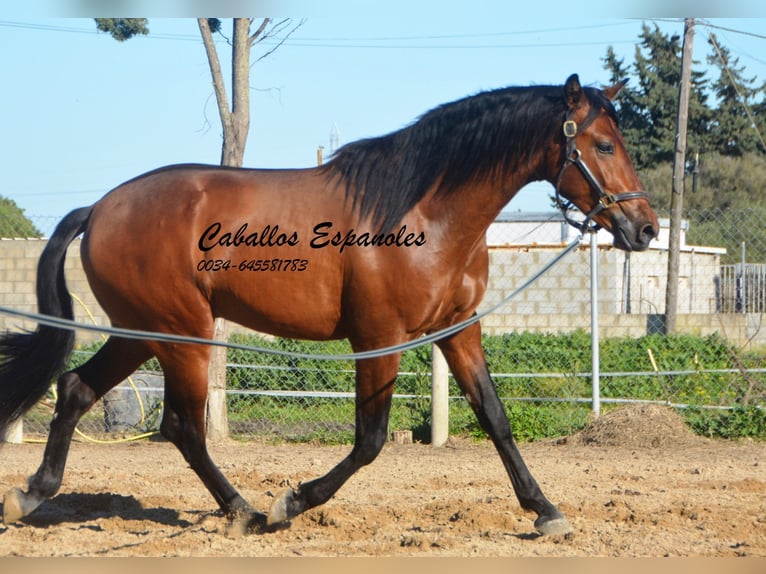 PRE Stallion 3 years 15,2 hh Brown in Vejer de la Frontera